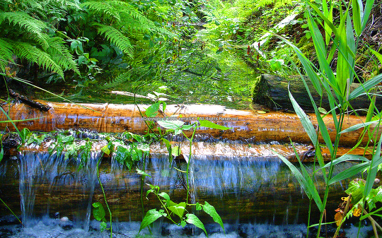 Forest Stream 01